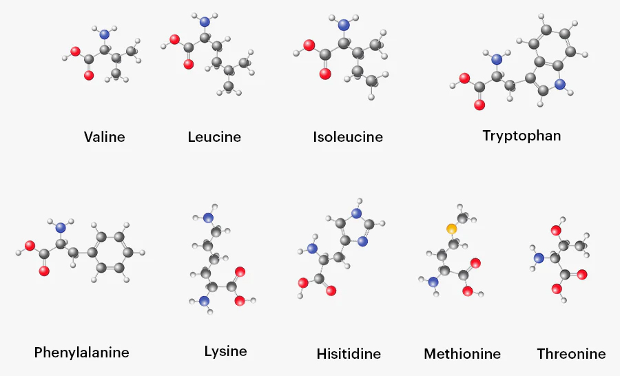9 loại axit amin thiết yếu cho cơ thể