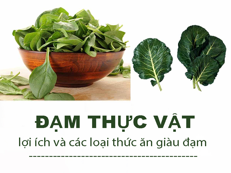 Đạm thực vật: Lợi ích và các loại thức ăn giàu đạm